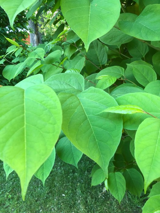 Gröna blad på en buske i närbild med suddig bakgrund av gräs och träd.