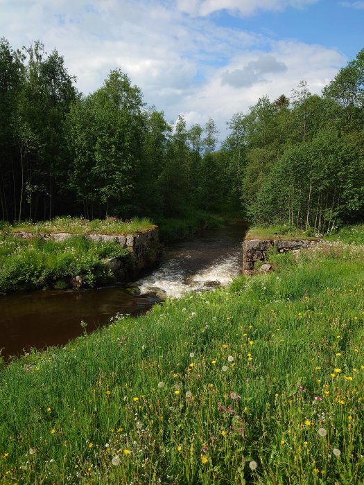 Bäck som flyter genom grön äng med blommande vilda blommor och skog i bakgrunden.