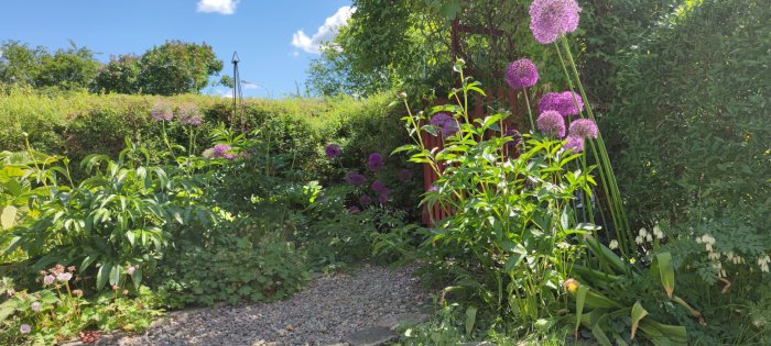 Lummig trädgård med lila alliumblommor som tornar över grönskande pionbuskar och stenlagd gång.