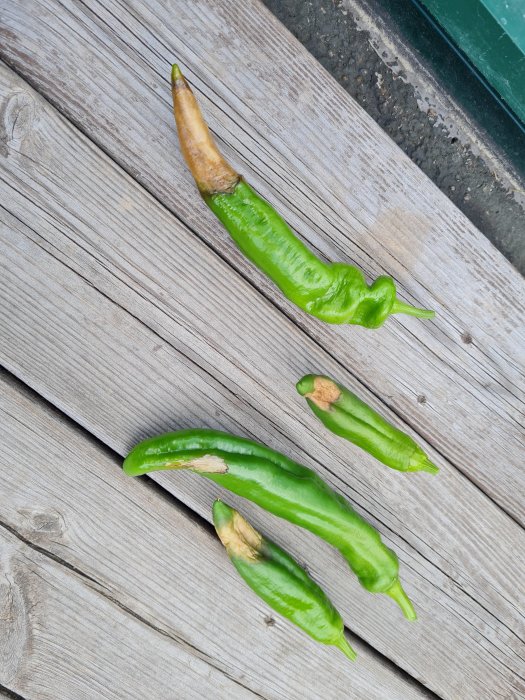 Gröna chili med tecken på gråmögel som ligger på ett trägolv.