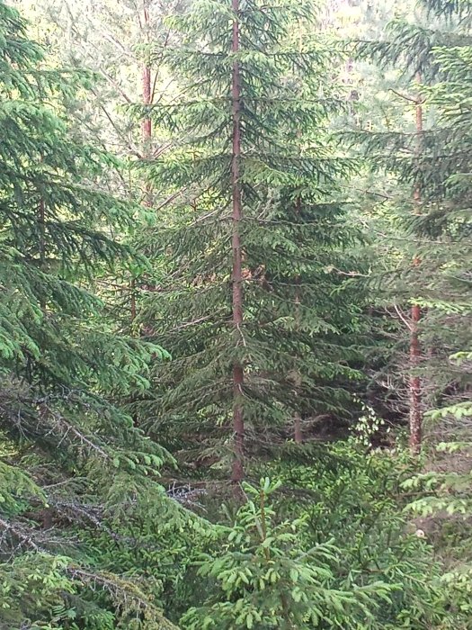 Ormen i skogsmiljö som är svår att se bland träd och växtlighet.