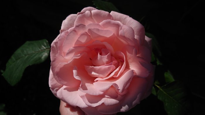 En överlevande ros som kommit tillbaka efter frost, visar livskraftig blomning i närbild.