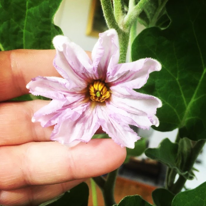 Hand som håller en lila blomma från en aubergineplanta med gröna blad i bakgrunden.