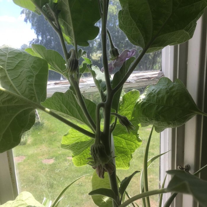 Aubergineplanta med lila blomma och stora gröna blad växer i ett vardagsrumsfönster.