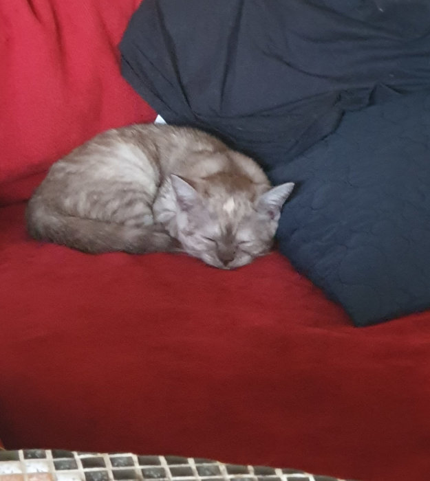 En grå katt sover ihopkurad på en röd soffa mellan kuddar.