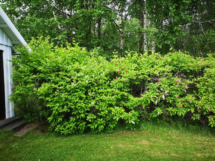 En förtätad häck med gröna löv och rosa blommor längs en tomtgräns nära skogsdunge.