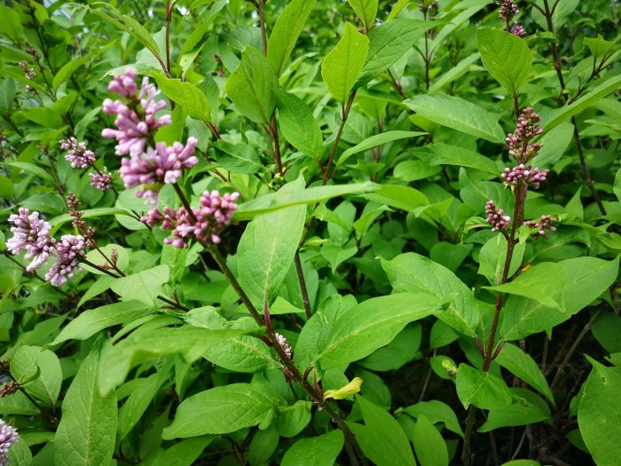 Tätt gröna blad och blommande rosa knoppar på en häck vid en tomtgräns nära skog.