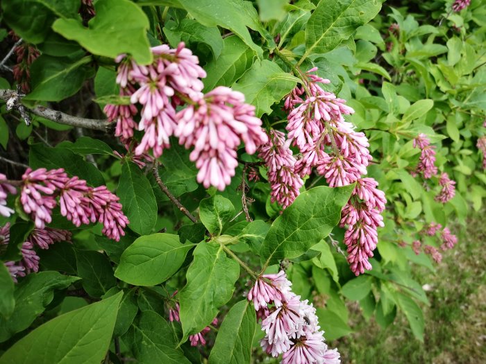 Lush lilac bush with pink flowers in full bloom, indicative of a healthy hedge needing seasonal pruning.