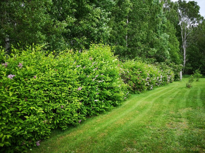 Ovårdad häck längs en tomtgräns med en skogsdunge i bakgrunden och en välklippt gräsmatta.