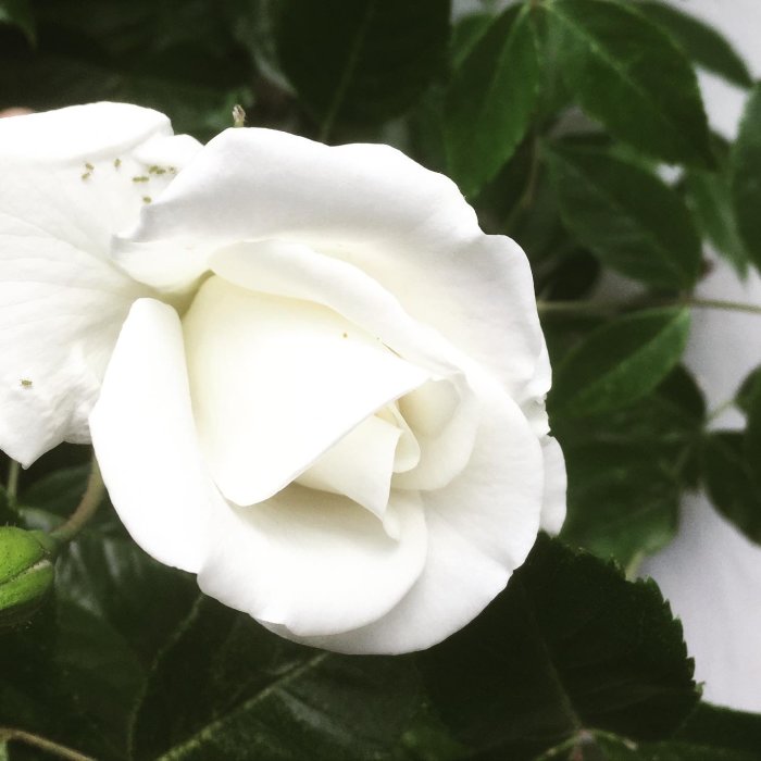 Närbild av en vit klätterros i början av sin blomning mot en bakgrund av gröna blad.