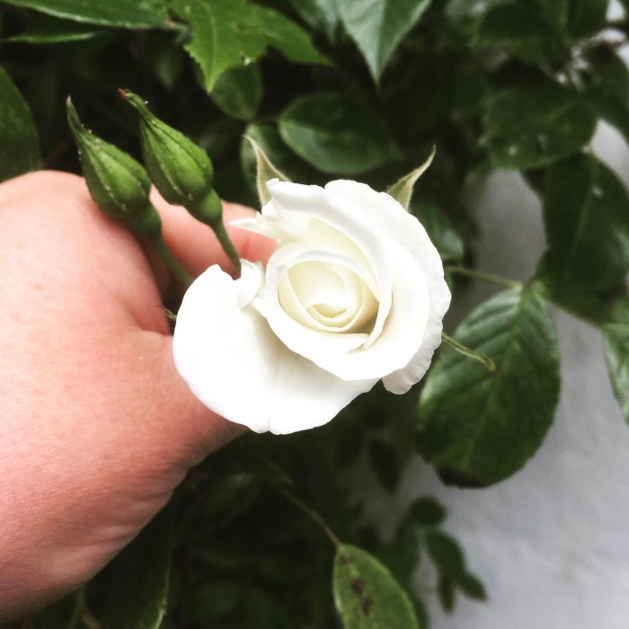 En vit halvutslagen klätterros 'Flammentanz' eller 'Schneewittchen' hållen i handen.