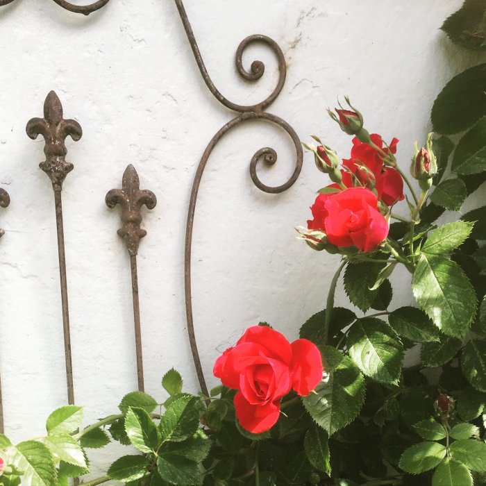 Klätterros 'Flammentanz' med röda blommor vid smidesjärn mot vit vägg.
