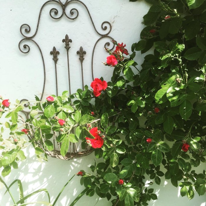 Klätterros Flammentanz med röda knoppar och utslagna blommor intill en dekorativ väggplanteringskorg.