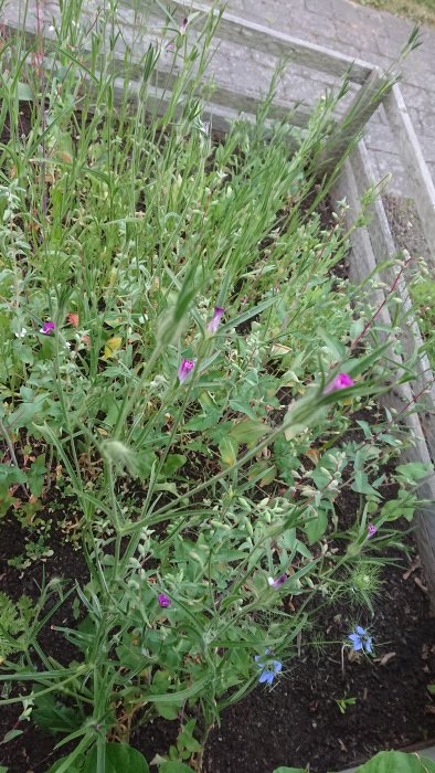 En gammal odlingslåda med blandade vilda och kultiverade växter som attraherar insekter, visar mångfald av äldre europeisk flora.