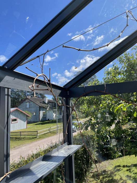 Brun vinranka i ett växthus med klarglas och en ny grön skott nära roten.