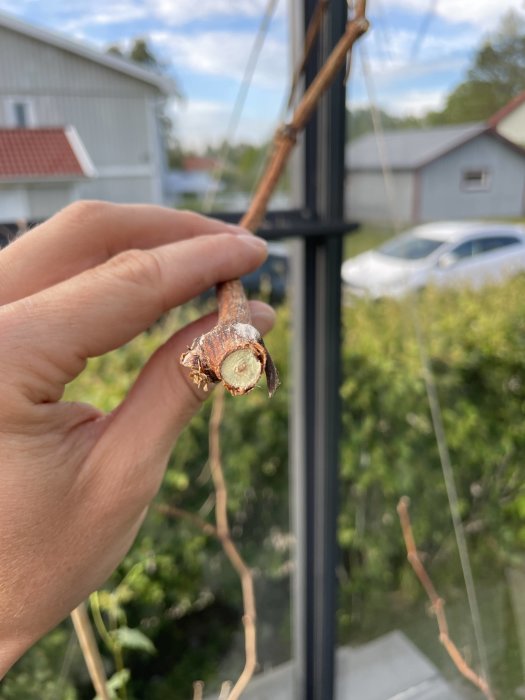 Hand håller en nyligen beskuren gren med en synlig grön ring i snittytan.