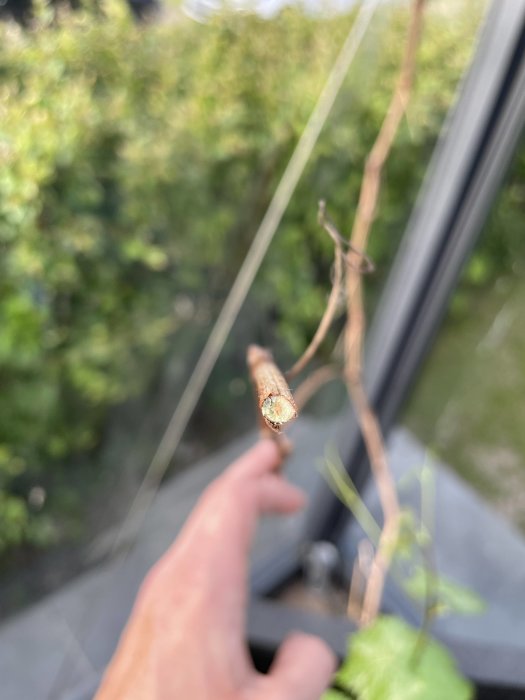 Ett beskurit trädgrenssnitt med en liten grön färg i mitten som hålls mellan fingrarna framför suddig bakgrund.