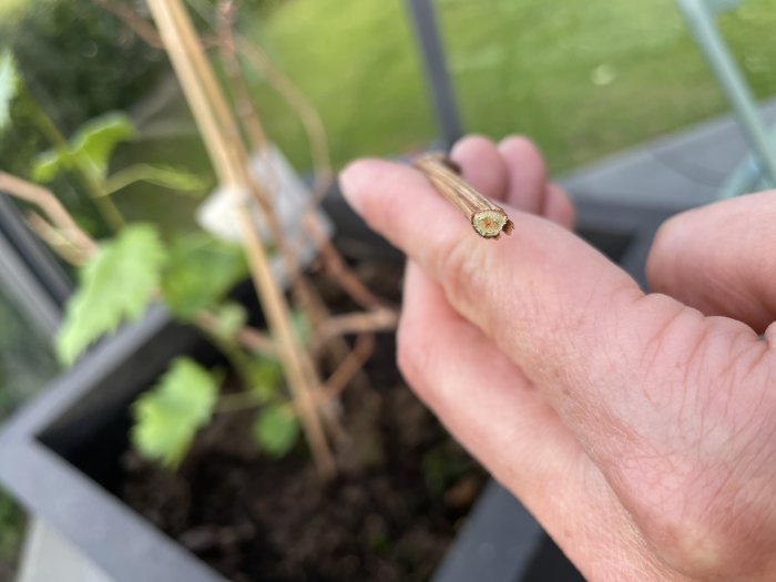 Hand som håller en avklippt gren med en synlig grön punkt i snittyta mot suddig bakgrund av trädgård.
