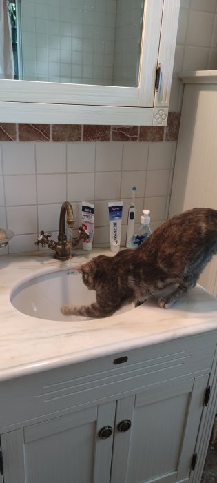 Katt som undersöker strilande vatten ur en badrumskran över handfatet.