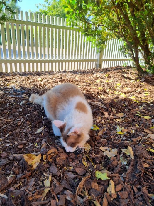 Katt söker på marken bland löv och flis, vit staket och buskar i bakgrunden.