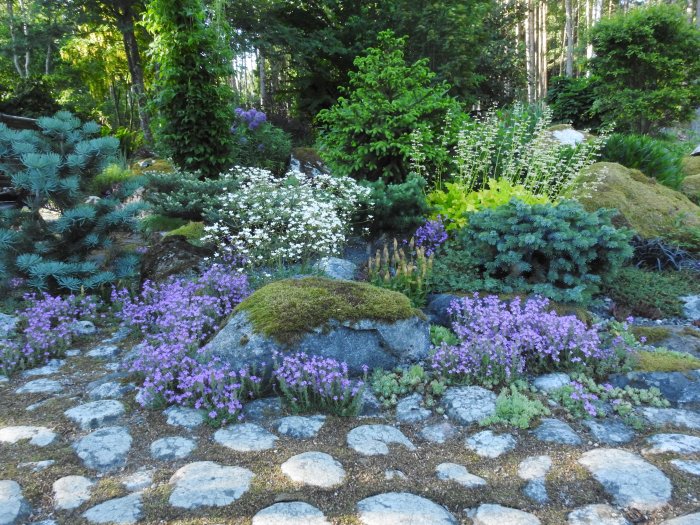 Trädgårdsparti med grusgång, barrväxter, Saxifraga cotyledon, gulbladig alunrot och fler växter på en junikväll.