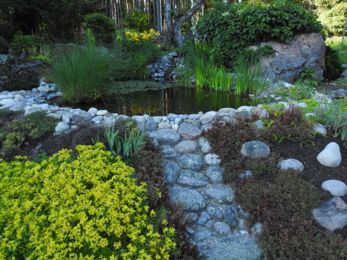 Gammal damm omgiven av frodig växtlighet och stenar med gul Hemerocallis lilioasphodelus i bakgrunden.