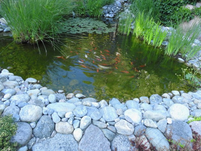 En damm omgiven av runda stenar och gröna växter med färgglada fiskar simmande, och gula dagliljor i bakgrunden.