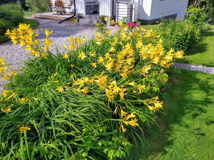 Blomstrande gula trumpetliknande växter framför en husveranda med grönt gräs.
