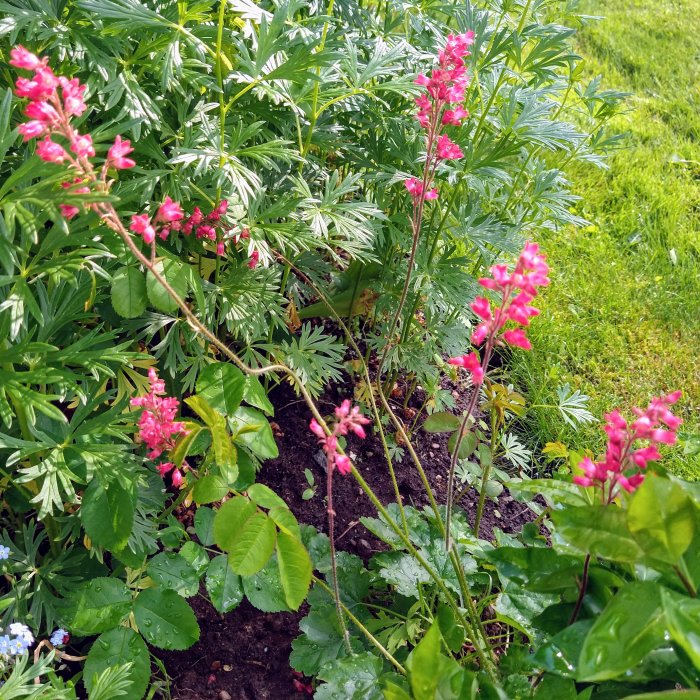 Blomstrande pinka blommor och gröna växter i en trädgård, med en gräsmatta i bakgrunden.