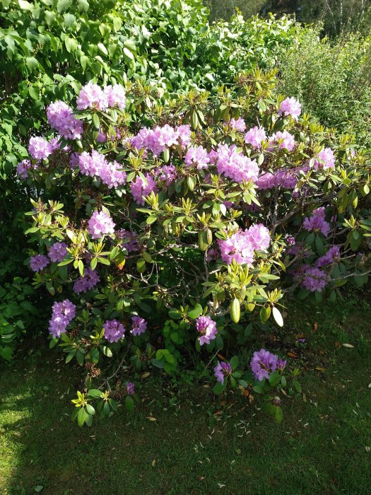 Blommande lila rhododendronbuske i trädgård med grönt lövverk i bakgrunden.
