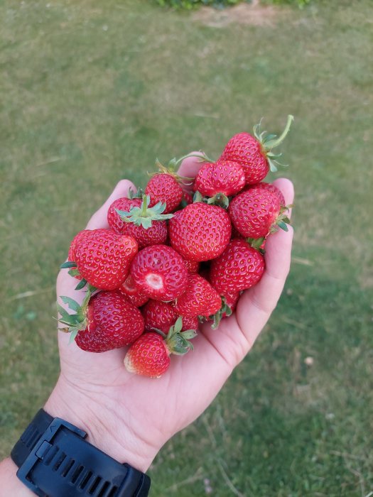 En hand full med mogna jordgubbar mot en gräsmatta.