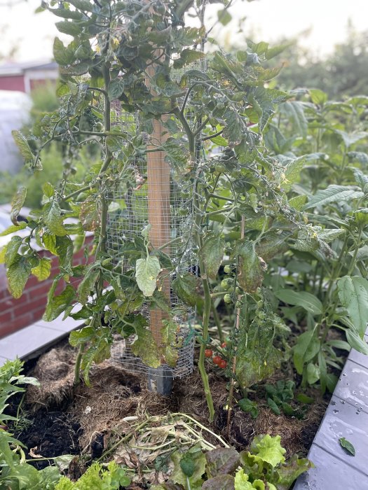 Tomatplanta med röda och gröna tomater bundna vid stödpåle, omgiven av grönsaksland.