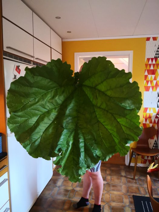 Person dold bakom ett stort rabarberblad i ett färgglatt kök.