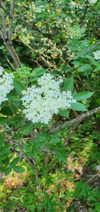 Vit blomklase i fokus med bladverk bakom i en skogsmiljö.
