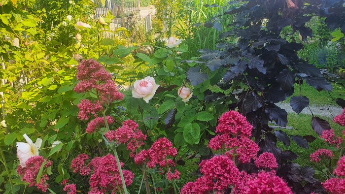 Austin-rosor i full blom omgivna av lila blommor och mörkbladiga växter i en solig trädgård.