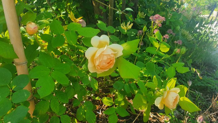 Utslagna ljusgula Austin-rosor med gröna löv i trädgårdsmiljö.