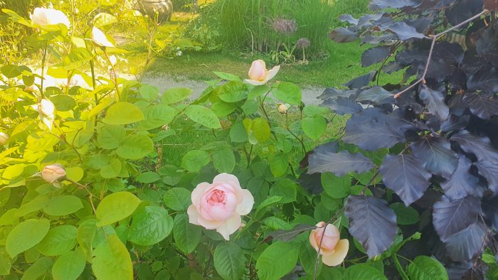 Utslagna rosa Austin-rosor bland gröna blad och mörklila lövverk i en trädgård.