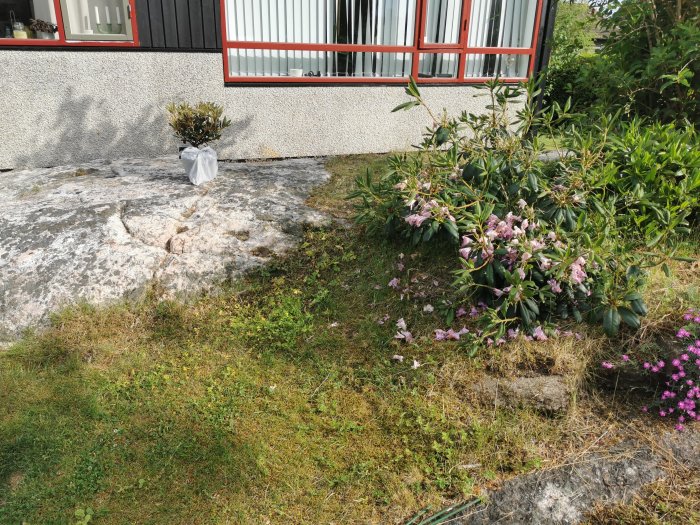 Ny planta inkapslad i skyddande plast till vänster, bredvid en blommande Rhododendron i en trädgård.