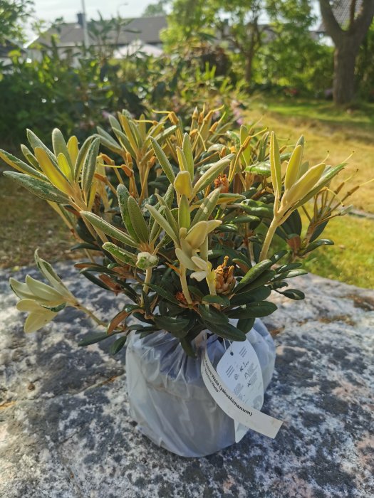 En nyinköpt Rhododendron planta i plastpåse placerad på en stenplatta utomhus, i solljus.