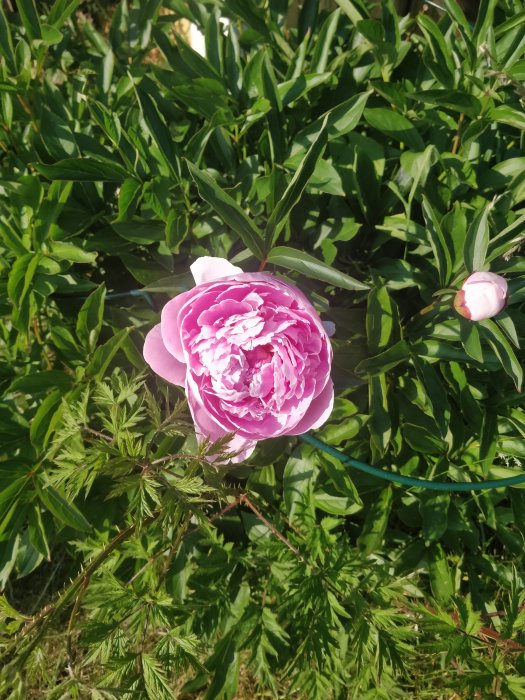 En blommande rosa pion och knopp i grönt bladverk, ingen blåklint synlig.