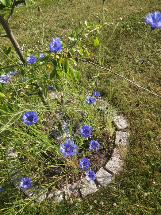 Blåklint i blom i en trädgård med ljusa och gröna omgivningar.