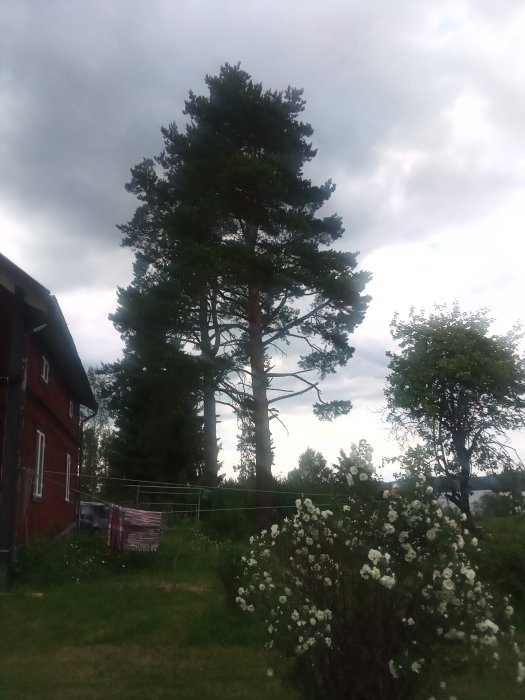 Trädgård med höga tallar bakom en röd stuga och blommande buske i förgrunden under en molnig himmel.