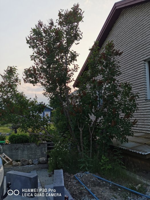 Syrenträd framför hus i behov av beskärning vid skymning.