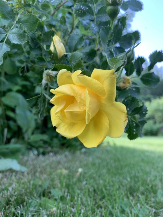 Gul stockros i närbild med suddig gräsmatta i bakgrunden.