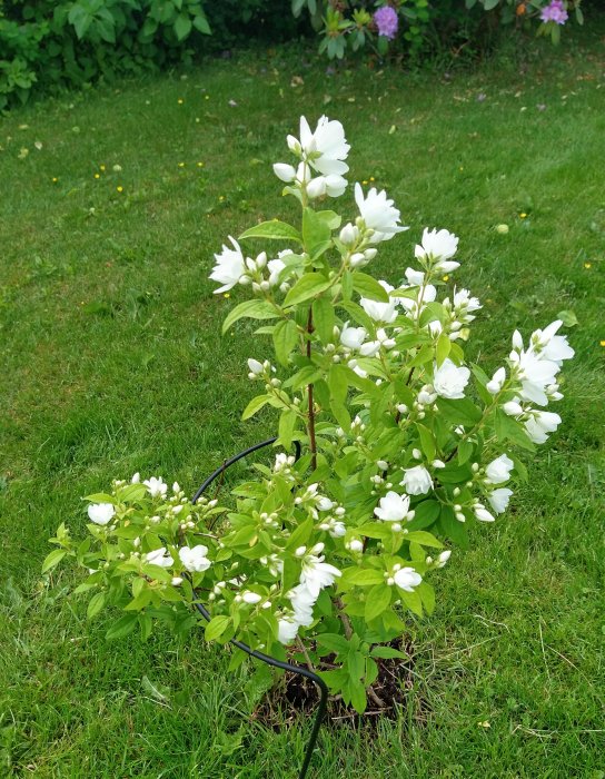 Blommande Schersmin i trädgården med vita blommor och gröna blad.