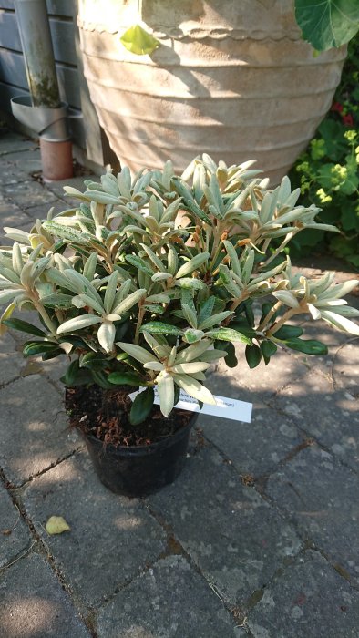 Rhododendron 'Wada's Memory' i 20-liters kruka placerad på stenplattor med etikett.
