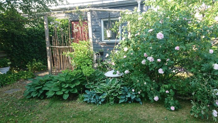 Trädgård med rosor i blom, prydnadsväxter och pergola intill ett hus.