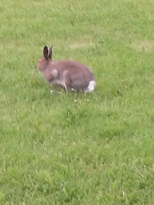 En brun hare på en grön gräsmatta.