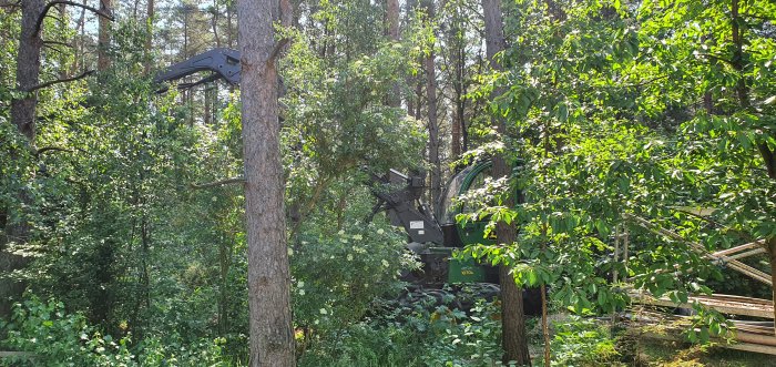 Skogsmaskin i arbetet med att gallra träd i skogen, grenar och grönska i förgrunden.