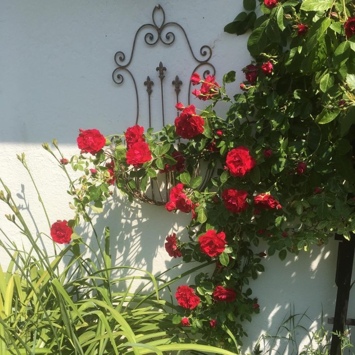 Väggmonterad korg med blommande röda rosor och grönt bladverk mot en vit vägg.